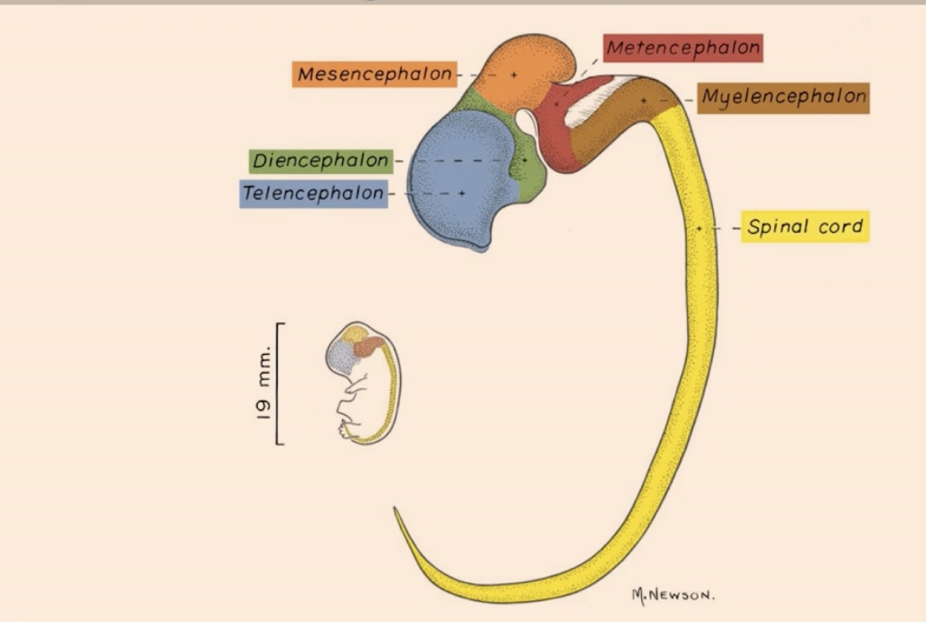 <p>List the structures shown in the realistic representation from most anterior to most posterior</p>