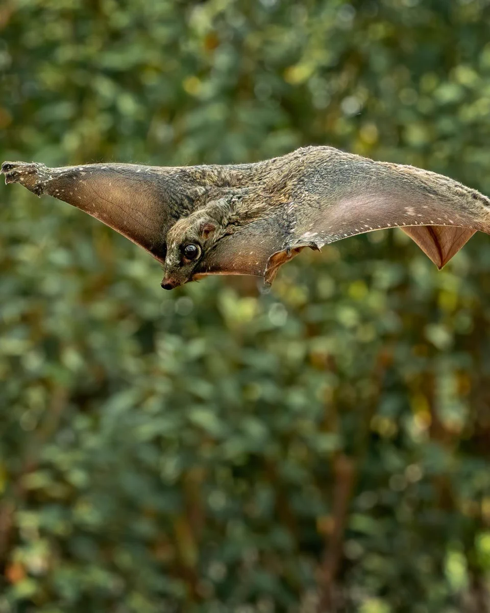 <p>Flying lemurs</p>
