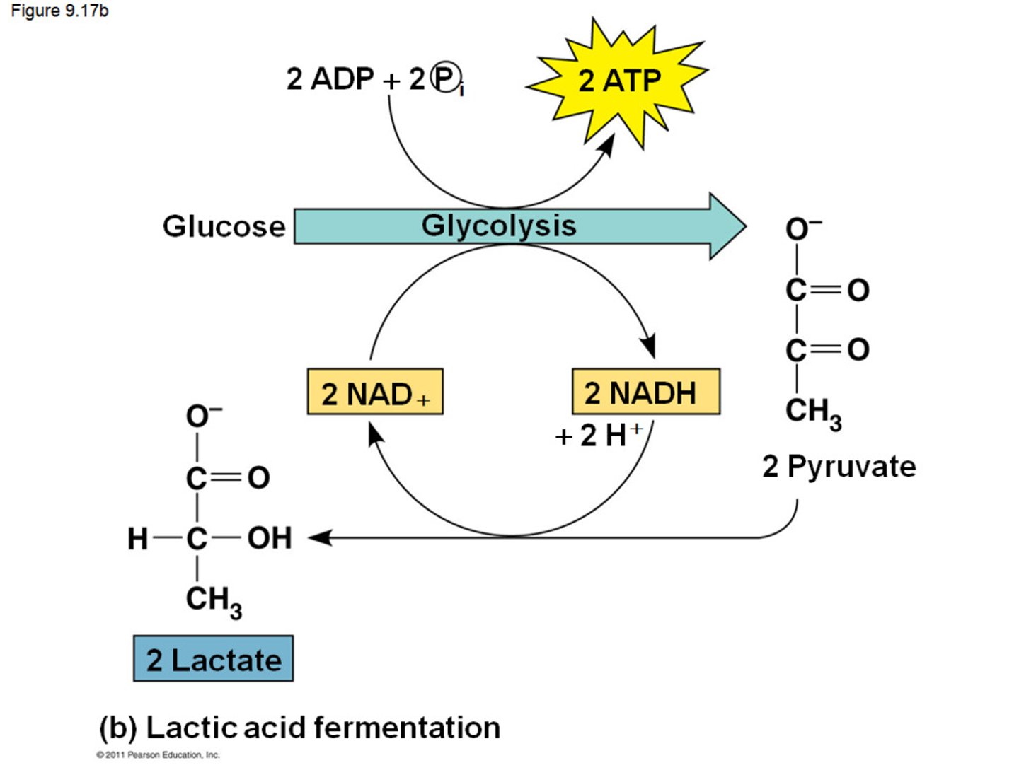 <p>The reversible reduction of pyruvate to lactate using 1 NADH and releasing 1 NAD+</p>