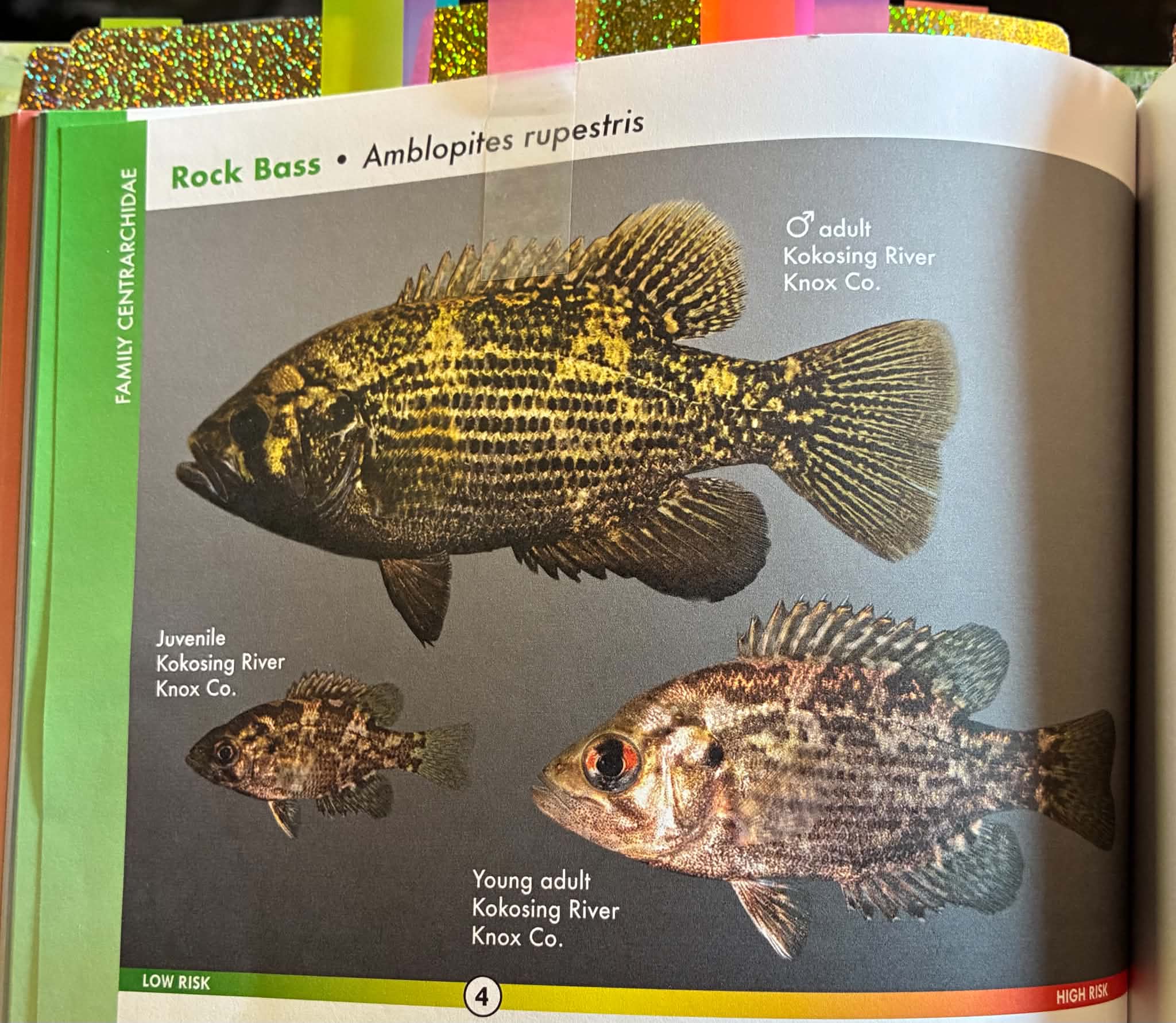 <p>Rock Bass</p>