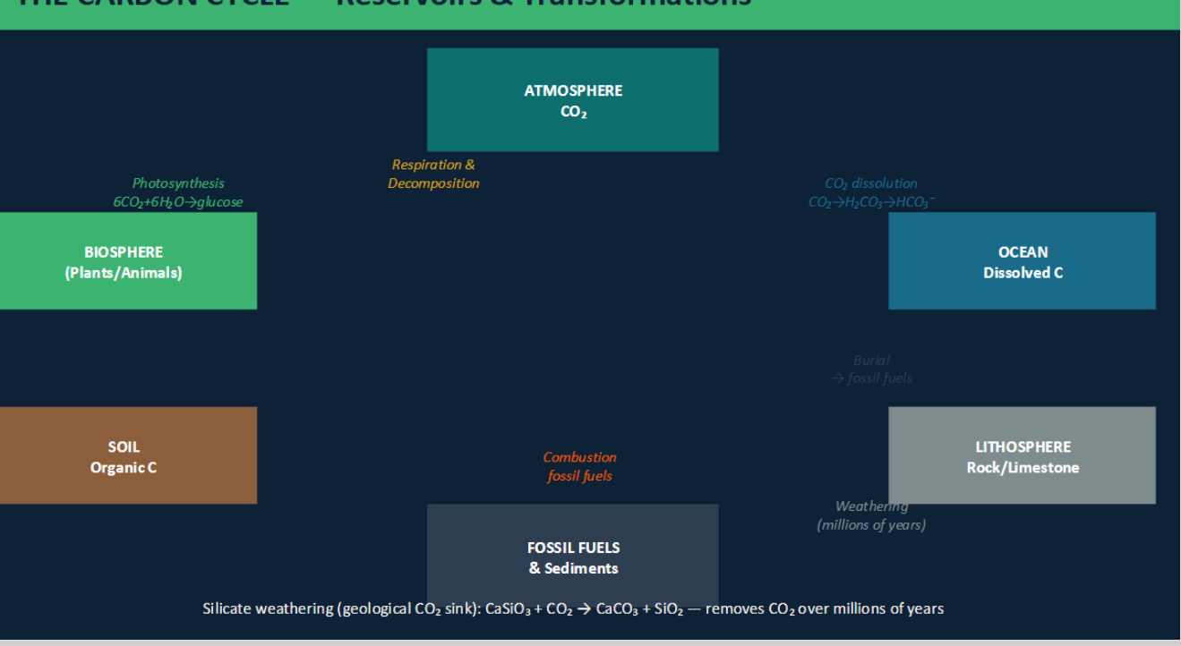 <ul><li><p>photosynthesis</p></li><li><p>aerobic respiration </p></li><li><p>combustion </p></li><li><p>ocean CO2 dissolution: CO2+H20 → H2CO3 → H+ + HCO3 → H2 + CO3<sup>2-</sup></p></li><li><p>Silicate weathering- CaSiO3 +CO2 → CaCO3 +SiO2 (removes Co2 over millions of years)</p></li></ul><p></p>