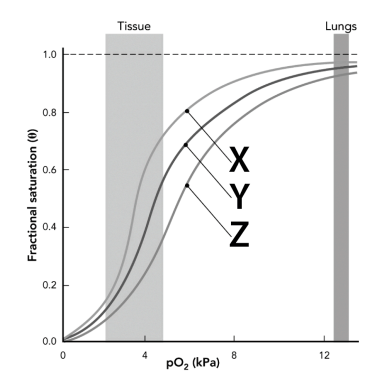 <p>In the graph at right, the curve labeled Y represents adult hemoglobin (HbA) at pH 7.4 with normal levels of 2,3-BPG. Curves X and Z show how hemoglobin’s O₂-binding properties change under conditions where the level of 2,3-BPG is elevated in red blood cells (mimics effect of high altitude), or the hemoglobin tetramer in the experiment contains the fetal g globin subunit rather than the adult b globin subunit. Which statement best explains curves X and Z in terms of the two different conditions and the change in O2 binding relative to the curve labeled Y?</p>