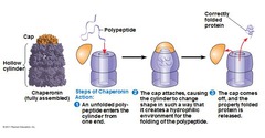 <p>Proteins that facilitate folding or refolding of a new or denatured protein into its correct 3D shape</p><p>How do they facilitate folding? Chaperonins attach to nonpolar regions of the primary structure, disallowing hydrophobic interactions to occur prematurely before the rest of the polypeptide can fold.</p>