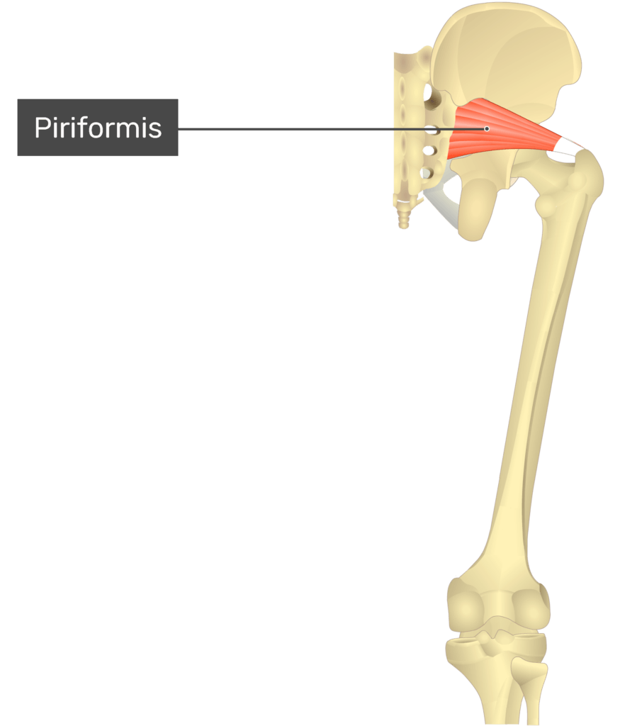 <p>Proximal Attachment (O): Anterior surface of sacrum; sacrotuberous ligament</p><p>Distal Attachment (I): Superior border of greater trochanter of femur</p><p>Nerve: Branches of anterior rami of S1 and S2</p><p>Action: Laterally rotate extended hip joint and abduct hip joint when flexed; stabilize hip joint</p>
