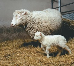 <p>The first cloned sheep, created by transferring the nucleus of an adult cell into an egg with the nucleus removed.</p>