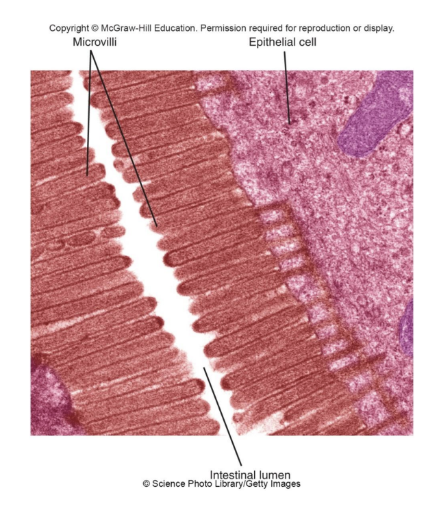 <p><strong>-Duodenum:</strong> first ~25cm (*mix chyme from stomach, bile from liver, and pancreatic secretions)</p><p><strong>-Jejunum:</strong> longest segment, majority of absorption</p><p><strong>-Ileum:</strong> third segment, normally most absorption completed by this point</p><p>*all 3 designed to be efficient and capture most nutrients</p>