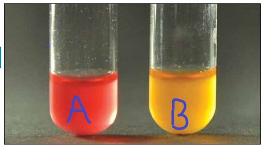 <p>Methyl Red test results for 2 bacteria, Bacterium A and Bacterium B.</p><p></p><p></p><p><strong>(Methyl Red) MR +</strong></p><p>&nbsp;</p><p><strong>Does not carry out mixed acid fermentation</strong></p><p>&nbsp;</p><p><strong>final pH ~4.4 or lower</strong></p><p>&nbsp;</p><p><strong>Which microbe could be <em>E. coli</em>?</strong></p>
