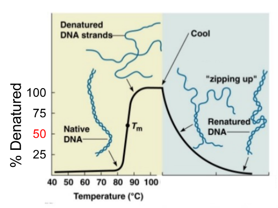 <p><u>H bonds</u> of secondary structure is sensitive to <u>temperature &amp; pH</u></p><ul><li><p><strong><u>high temp &amp; extreme pH </u></strong>(very high or very low pH), disrupt the secondary structure</p></li></ul><p>_</p><p>T<sub>m</sub> (melting temp)</p><ul><li><p>temperature where the helix is <u>half double-stranded &amp; half single-stranded</u> (aka<strong><u> temp when 50% denatured)</u></strong></p></li></ul><p>_</p><p>as temp increase, the strands of DNA helix will <strong>denature/separate</strong></p><ul><li><p><strong><u>stable </u></strong>DNA helix = <strong><u>high Tm</u></strong></p><ul><li><p>^ stable helix needs more heat to denature, so high Tm</p></li><li><p>(denatures 50% at higher temp, so more stable)</p></li></ul></li><li><p><strong><u>unstable </u></strong>DNA helix = <strong><u>low Tm</u></strong></p><ul><li><p>^ unstable helix needs less heat to denature, so low Tm</p></li><li><p>(denature 50% at lower temp, so more unstable)</p></li></ul></li></ul><p>as temp decreases, DNA strands w/ complementary sequences will <strong>anneal/zip up</strong></p>