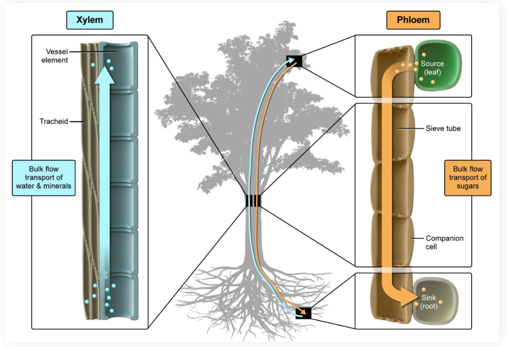 <p>Transports water and nutrients from source to sink</p>