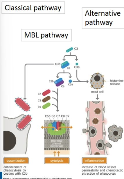 <p>= complement system (activation) → molecules which start with C</p><ol><li><p>Classical pathway → initiated by antibodies</p></li><li><p>Alternative pathway → first step in activation of complement system</p></li><li><p>MBL pathway → second step</p></li></ol><p></p><p>Ongeacht hoe het systeem start, ze komen allemaal samen bij de splitsing van het centrale eiwit <strong>C3</strong>.</p><p>De cascade splitst zich vanaf daar op in drie functionele takken (de oranje blokken onderaan):</p><p></p><p>1. Opsonization (Opsonisatie - Linkertak)</p><ul><li><p><strong>De route:</strong> Het eiwit C3 wordt gesplitst in C3a en C3b. Het grote fragment <strong>C3b</strong> reist direct naar het oppervlak van de bacterie (het rode staafje).</p></li><li><p><strong>Wat er gebeurt:</strong> C3b functioneert als een immuun-vlaggetje (een 'opsor'). Het coat de buitenkant van de bacterie (<em>coating with C3b</em>).</p></li><li><p><strong>Het effect:</strong> Een macrofaag (linksonder) herkent dit C3b-vlaggetje direct. Het maakt het voor de macrofaag vele malen makkelijker om de bacterie te grijpen en op te eten (<strong>enhancement of phagocytosis</strong>).</p></li></ul><p></p><p>2. Cytolysis (Cel-lyse - Middentak)</p><ul><li><p><strong>De route:</strong> C3b activeert vervolgens het eiwit <strong>C5</strong>, dat splitst in C5a en C5b. Het fragment <strong>C5b</strong> bindt direct aan opeenvolgende complementeiwitten: <strong>C6, C7, C8 en C9</strong>.</p></li><li><p><strong>Wat er gebeurt:</strong> Samen vormen deze eiwitten een complex dat zich fysiek in boort in het buitenste membraan van de bacterie (<em>microbial plasma membrane</em>). Dit complex heet het <strong>Membrane Attack Complex (MAC)</strong>.</p></li><li><p><strong>Het effect:</strong> Het MAC vormt een open koker (een cilindergat) in de bacteriewand. Water en zouten stromen ongecontroleerd naar binnen, waardoor de bacterie opzwelt en letterlijk openbarst (<strong>cytolysis</strong> of cytolytisch effect).</p></li></ul><p></p><p>3. Inflammation (Ontsteking - Rechtertak)</p><ul><li><p><strong>De route:</strong> Tijdens de eerdere splitsingen zijn de kleine "afvalproducten" <strong>C3a</strong> en <strong>C5a</strong> vrijgekomen in de vloeistof.</p></li><li><p><strong>Wat er gebeurt:</strong> C3a en C5a werken als krachtige alarmsignalen (anafylatoxinen). Ze binden aan een mestcel (<strong>mast cell</strong>), waardoor deze openspringt en massaal <strong>histamine</strong> loslaat (<em>histamine release</em>).</p></li><li><p><strong>Het effect:</strong> Histamine maakt de lokale bloedvaten wijder en lek (<strong>increase of blood vessel permeability</strong>). Hierdoor kunnen vloeistof en andere witte bloedcellen (zoals fagocyten) heel makkelijk uit de bloedbaan naar de plek van de infectie toe kruipen (<em>chemotactic attraction</em>). Dit veroorzaakt de klassieke ontstekingsverschijnselen (roodheid, zwelling, warmte).</p></li></ul><p></p>