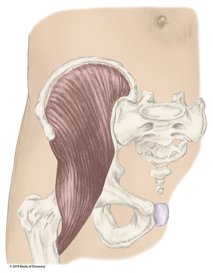 <p>iliacus nerve</p>