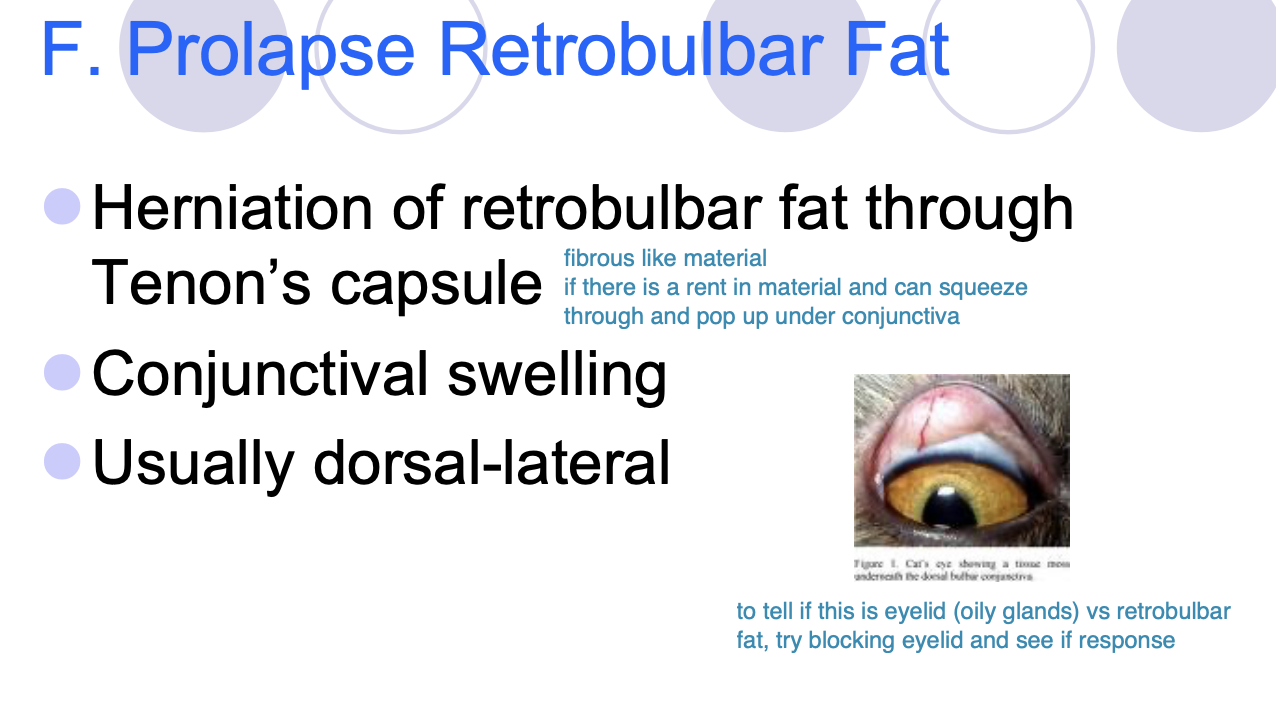 <p>herniation of retrobulbar fat through Tenon’s capsule </p><p>usually dorsal-lateral and presents as conjunctival swelling</p>