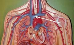 <p>Blood vessels that transport blood to the heart (at low pressure)</p>