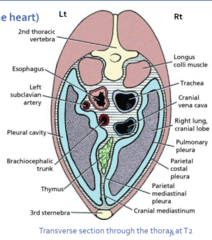 <p>esophagus, trachea, great vessels of the heart (brachiocephalic trunk and cranial vena cava) and their branches</p>
