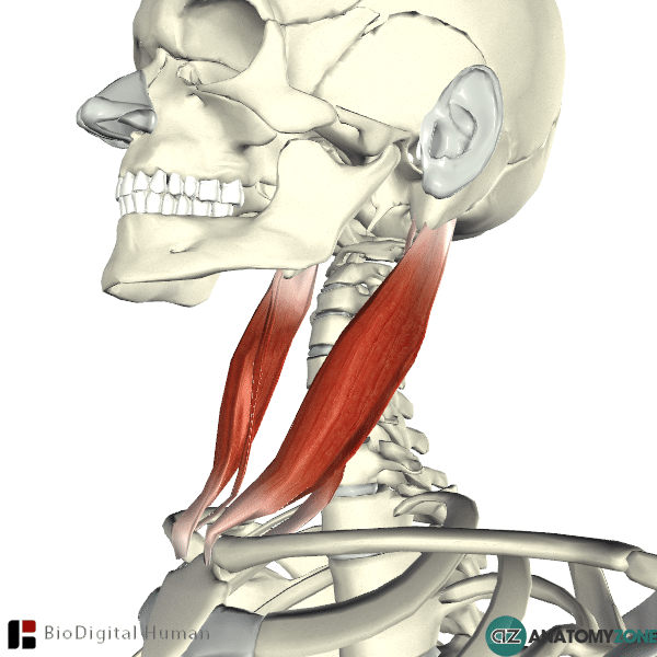 <p>Sternocleidomastoid</p>