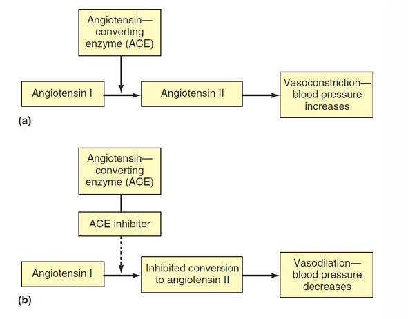 <p>the prevent the conversion of angiotensin I to angiotensin II </p><p><em>which prevents angiotensin II from stimulating vasoconstriction and causing BP to rise —→ so we have a DECREASE in BP</em></p>