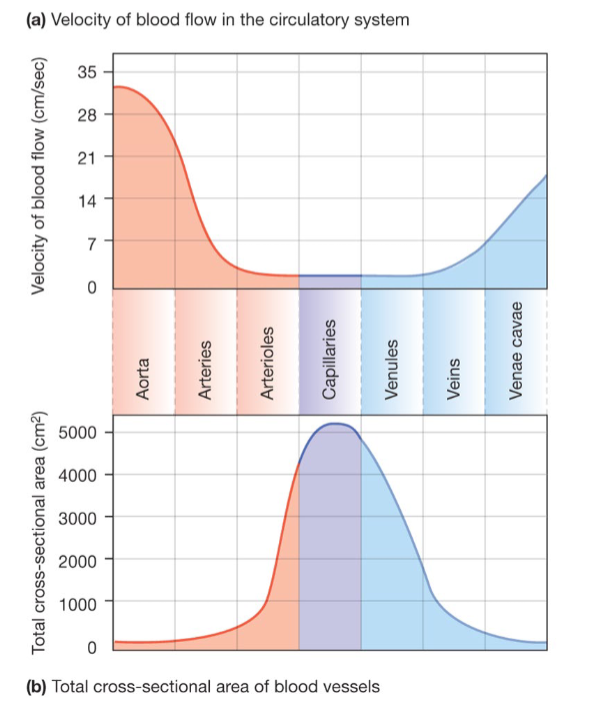 <p>So, adjustments to arteriole diameter have the largest, systemic impact on total peripheral resistance and blood pressure overall</p>