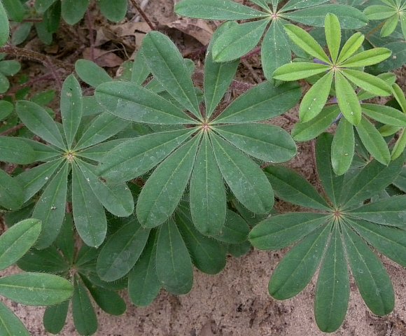 <p>Lupinus perennis</p>