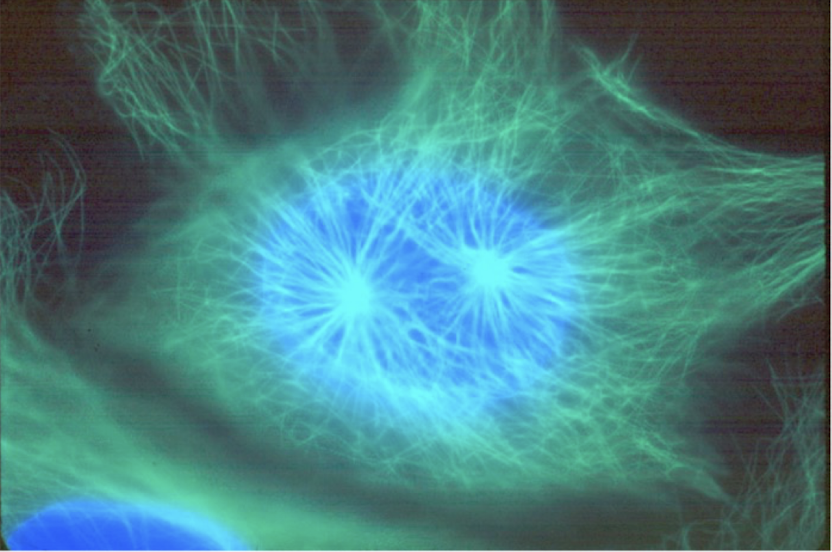 <p>what is the green?</p>