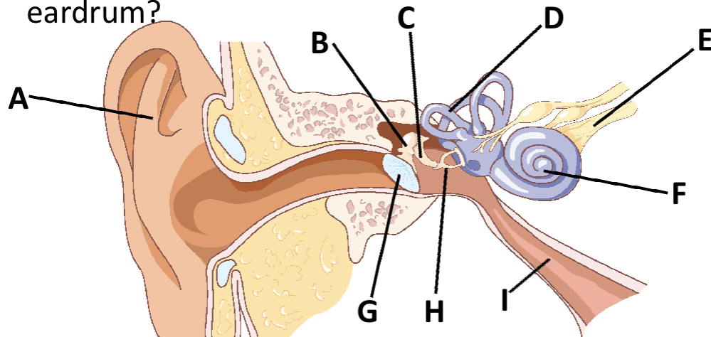 <p>name of F</p>