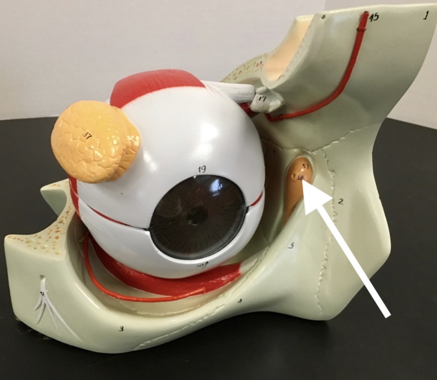 <p><span>name the structure at the end of the arrow's point</span></p>