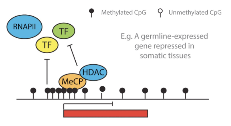 <ol><li><p>Direct inhibition - methylated CpG (filled circles) prevent the binding of TFs = blocked RNAPII recruitment</p></li><li><p>Methylated DNA acts a binding site for MeCP</p></li><li><p>MeCP recruits HDACs and methyltransferases (like SUV3-9)</p></li><li><p>HDACs remove acetyl groups from histones => chromatin compaction and a reinforced silenced state</p></li></ol><p></p>