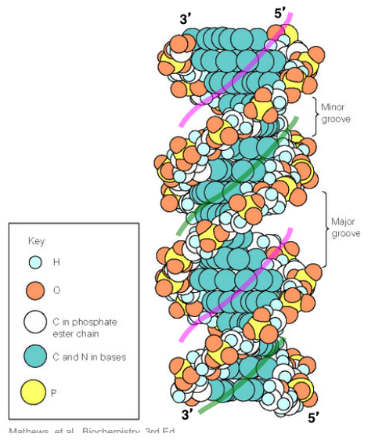 <ul><li><p>the offset pairing of the two strands (i.e., bases not in the center of the double strand) forms a major groove (deep) and a minor groove (shallow) on the surface of the duplex</p></li><li><p>these grooves lie on opposite faces of the double helix and twist around the helix axis, so that if you see a major groove facing you, the minor groove is on its back side</p></li><li><p>the base pairs are more exposed to solvent on the major groove side than minor groove side</p></li></ul><p></p>
