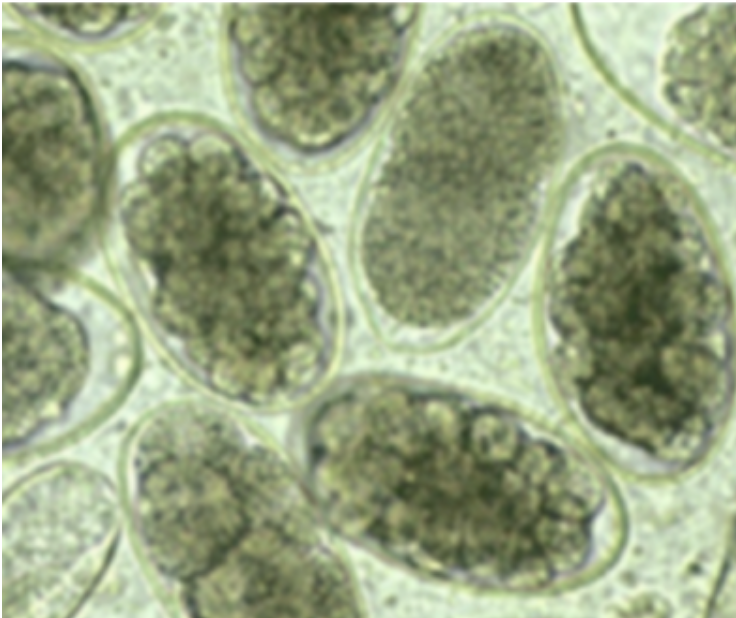 <p>You see these eggs in a goat. What does this FEC represent?</p>