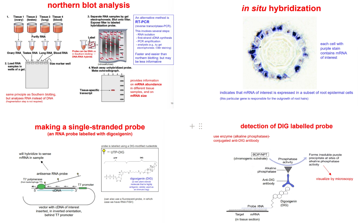 <p>to determine what <strong>tissues </strong>produce a gene (including at different points of development/under different conditions), we can use:</p><ul><li><p><strong>northern blotting </strong>(derived from southern blotting, but using the mRNA instead of fragmented chromosomal DNA, radioactive detection is used instead of fluorescence)</p></li><li><p><strong>reverse transcriptase-PCR</strong> (RT-PCR) and electrophoresis</p></li></ul><p></p><p>to determine what <strong>cells </strong>within a tissue express a gene, we can use:</p><ul><li><p><strong>in situ hybridisation </strong>of a single-stranded probe (more sensitivity, because it won’t re-anneal to itself after denaturation) to fixed thin sections of tissue</p><ul><li><p>to produce the probes, the cDNA for our gene of interest is inserted into a plasmid vector in an inverted orientation, such that transcription of the vector produces an antisense RNA probe (no sense probe strand present = no re-annealing)</p></li><li><p>during transcription of this probe, UTP-DIG is incorporated (UTP bound to digoxigenin)- this is detected in the tissue section using an antibody attached to alkaline phosphatase, which converts a substrate from colourless to purple (detected under a microscope)</p></li></ul></li></ul><p></p><p>this isn’t the same as detecting where the protein itself is produced, as genes are often regulated post-transcriptionally</p><p></p>