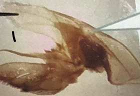 <p>bailer on the crayfish </p>