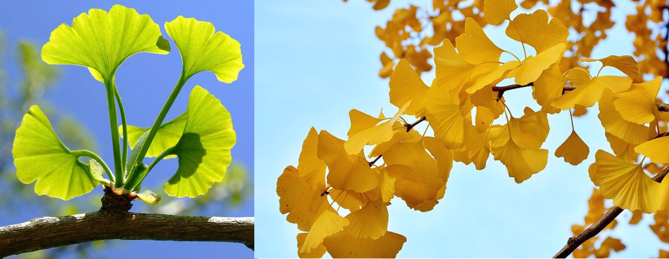 <p>Describe the shape of Gnikgo biloba leaves.</p>