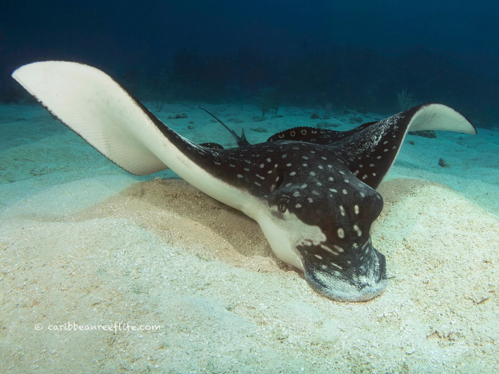 <p>Myliobatiformes </p><p>1 smaller dorsal over pelvic fin, depressed body, whip-like tail, enlarged pectorals, ovoviviparous supplemented with uterine milk</p><p>Example: Spotted eagle ray </p>
