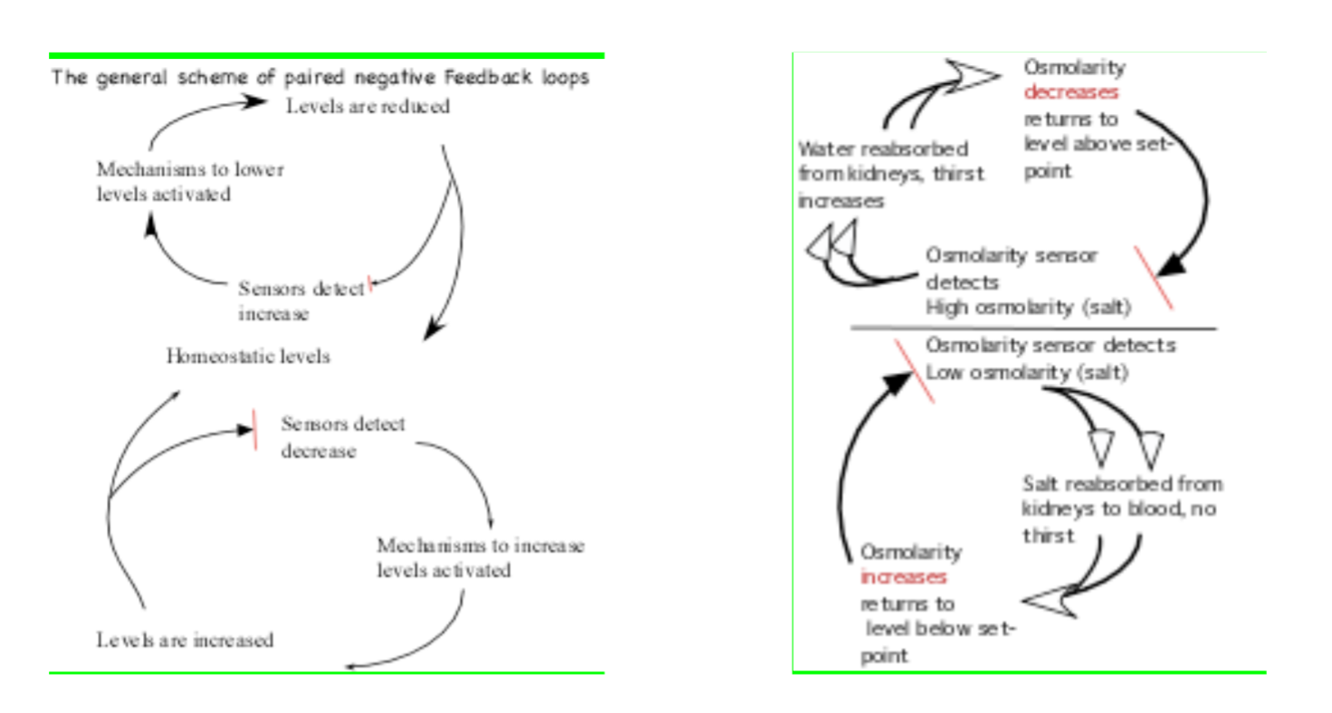 <p>It is negative, making sure it doesn’t overshoot because the activity is turned off by the result of the activity. </p><p>Negative feedback loops bring some condition back to a set point when they succeed. In contrast, a positive feedback loop would not turn itself off, continuing in a “vicious cycle.”</p>