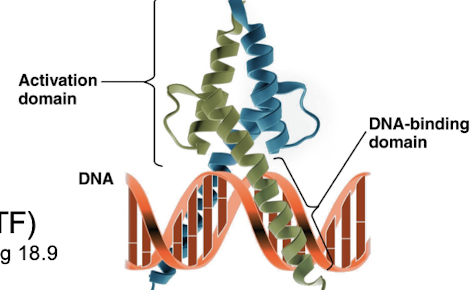 <p>Transciption Factor proteins </p>