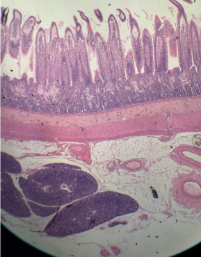 <p>-Duodenum </p><p>-Villi of the mucosa</p><p>-Duct of pancreas is the circle guy surrounded in pink on the right</p><p>-Brunners glands are the pink lines in/under the villi </p><p>-Myentric nerve plexus </p>