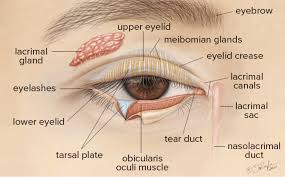 <p>Lower eyelid</p>