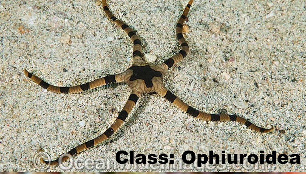 <p>What is the phylum and class of the organism? What is the common name?</p>