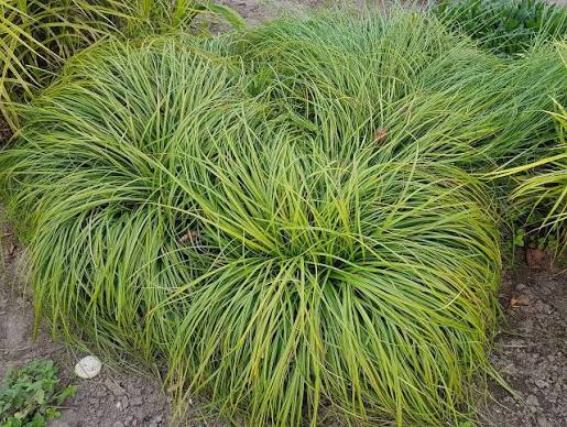 <p>Yellow green, shiny, male spike forms club</p>