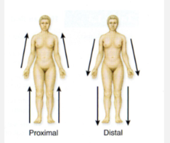 <p>Distal (limbs only)</p>