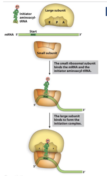 <p>Ribosome: Initiation</p>