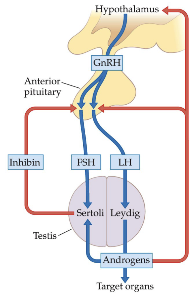 <ul><li><p>Negative feedback occurs via two routes.</p></li><li><p>The first is a direct effect of testosterone on the LH-secreting cells in the anterior lobe of the pituitary, depressing their response to the GnRH <strong><u>pulses</u></strong> coming from the hypothalamus.</p></li><li><p>The second is an effect of testosterone on the hypothalamus, decreasing the frequency of GnRH <strong><u>pulses</u></strong>.</p></li></ul><p></p>