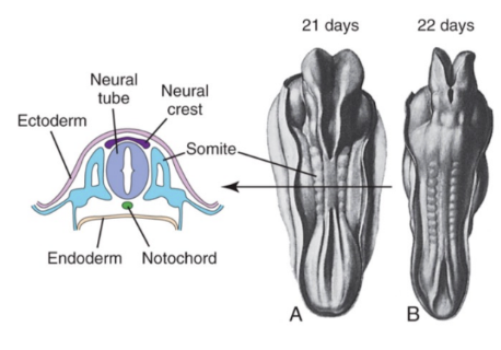 <ul><li><p>edges of the neural folds meet and starts to fuse from the middle of the embryo to the superior and inferior ends (cranial and caudal ends).</p><p></p></li></ul><p></p>