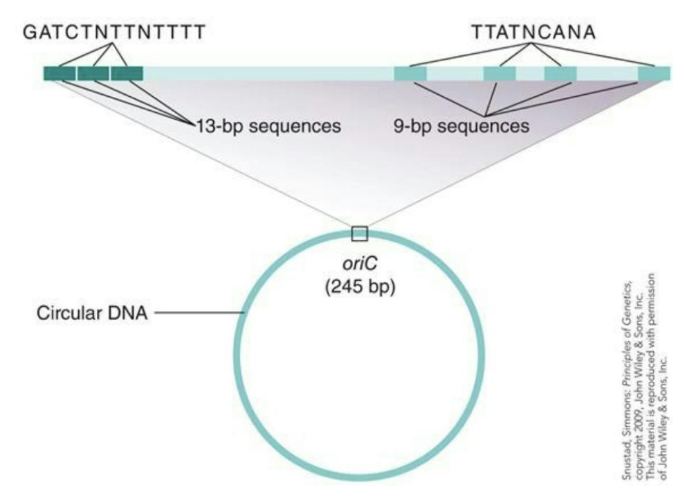 <ul><li><p>In bacteria DNA replication begins at a specific sequence in the molecule called the<strong><em> origin of replication (oriC)</em></strong></p></li><li><p>Jacob Brenner and Cousin discovered how DNA was replicated in <em>E.coli </em>and oriC</p></li></ul><p></p>