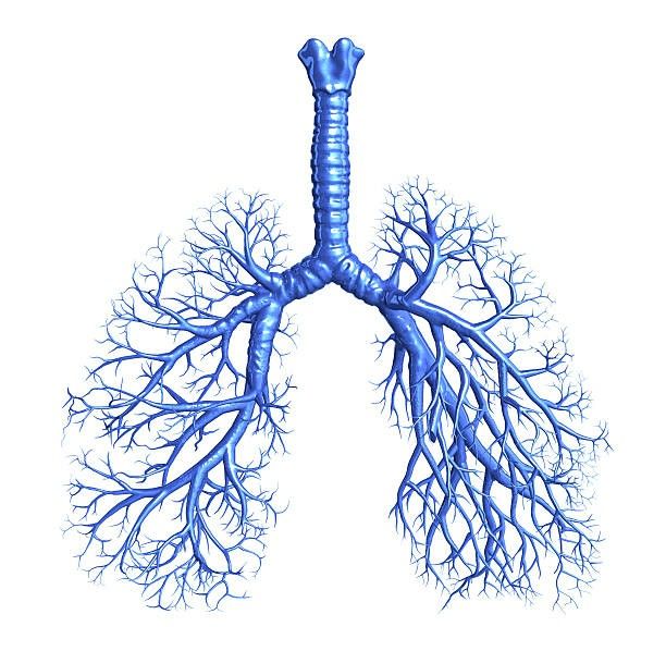 <p>The trachea divides into two main bronchi that enter each lung</p>