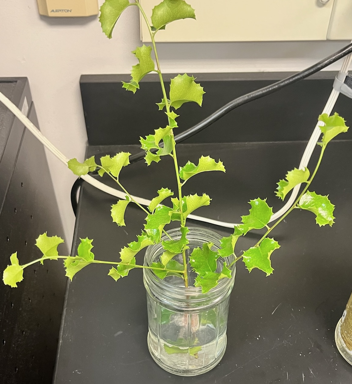<p>Identify:</p><ul><li><p>Plant name</p></li><li><p>Family</p></li><li><p>Ecosystem it belongs to</p></li><li><p>Adaptations</p></li></ul><p></p>