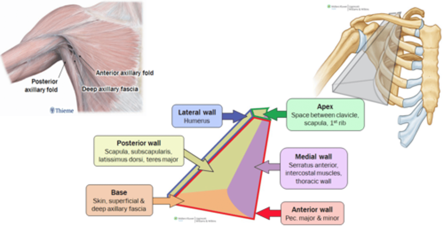 <p>anterior: pectoralis major and minor more superiorly</p><p>posterior wall: teres major, latissimus dorsi (subscapularis and scapula more superiorly)</p>