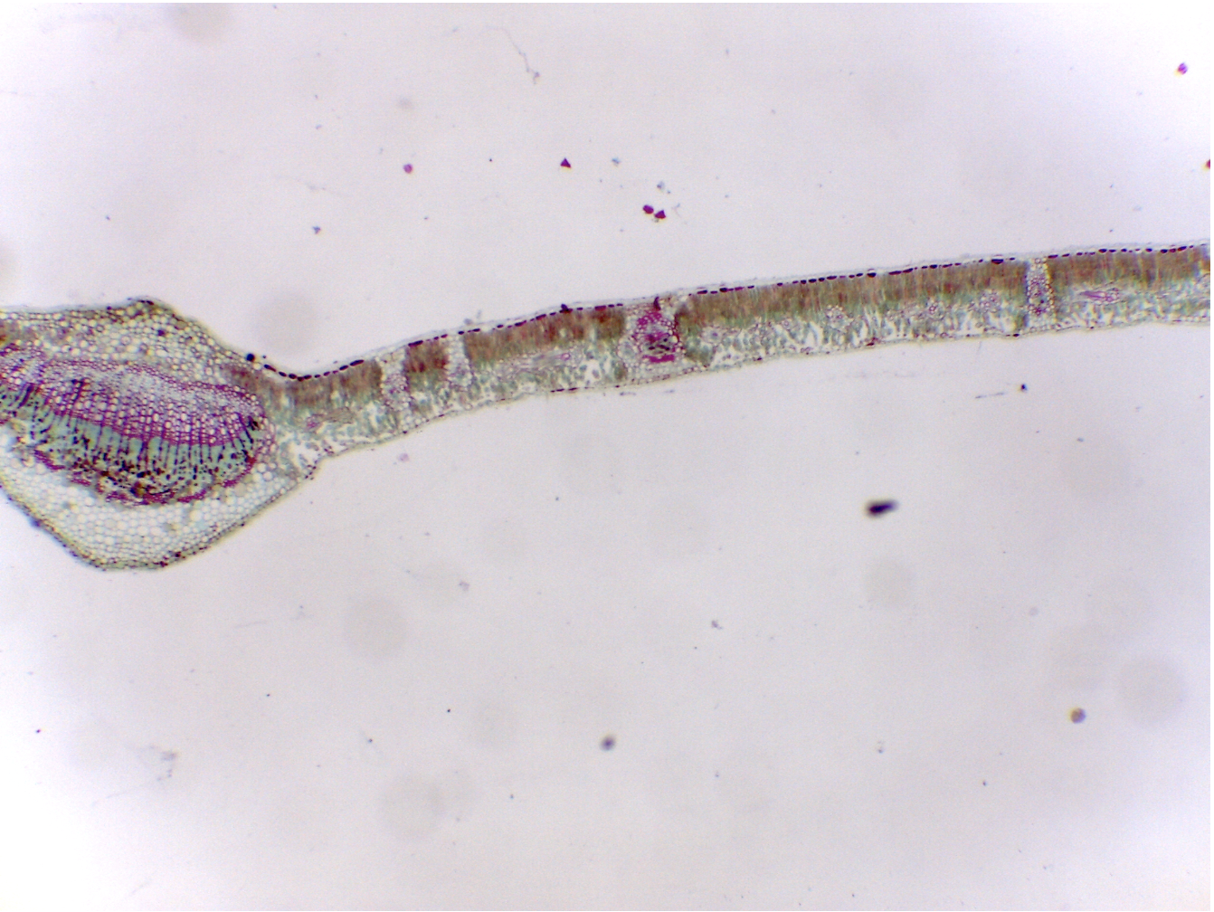 <p>dicot leaf</p>