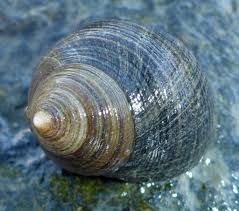 <p>Common Periwinkle </p>