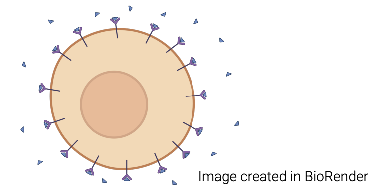 <p><strong><mark data-color="blue" style="background-color: blue; color: inherit;">Saturation</mark></strong>: Maximum activity level within a cell due to the finite number of receptor proteins with each cell.</p><ul><li><p><strong>Downregulation: </strong>Decrease in no. receptors, hence lower saturation</p><ul><li><p>Can be done by:</p><ul><li><p><u>Physical removal</u> of receptor proteins via <em><u>endocytosis</u></em></p></li><li><p><u>Desensitisation</u> via attachment of <em><u>chemical modulators</u></em>/<em><u>antagonist ligands</u></em> (e.g phosphorylation)</p></li></ul></li></ul></li><li><p><strong>Upregulation: </strong>Increase in no. receptors, hence higher saturation</p></li></ul><p></p>