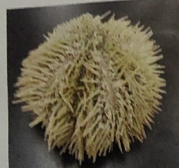 <p>class echinoidea (sea urchins) </p>